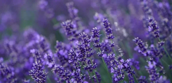 Какво да засадим до лавандулата: градинарите посочват идеалните съседи
