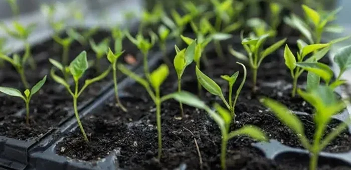 Какво да сеем през февруари: пълен списък с култури за зеленчуковата градина и цветната леха