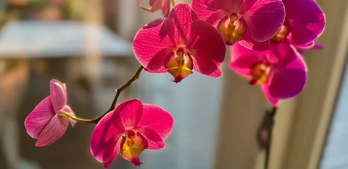 Грешка при поливането: 5 стайни растения, които не понасят твърда вода